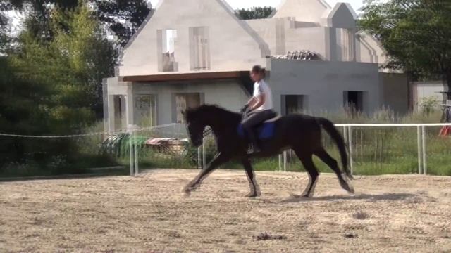 Русские тракены КК Альтхофф 2018 год смотреть онлайн