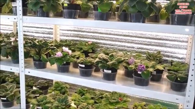 ПРИГЛАШАЮ в ГОСТИ на РАСПРОДАЖУ ? ЦВЕТУЩИЕ ГЛОКСИНИИ июнь 2021 смотреть онлайн