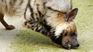 ГЕЛЕНДЖИК. ПОЛОСАТАЯ ГИЕНА. ЖИВОТНЫЕ САФАРИ-ПАРКА