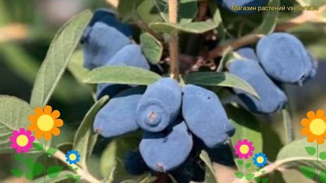 Жимолость съедобная Хоней би. Краткий обзор, описание характеристик lonicera edulis Honey Bee смотреть онлайн