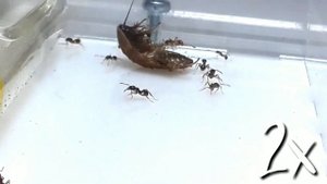 ИНТЕРЕСНЫЙ И ДОСТОЙНЫЙ ВИД ВАШЕГО ВНИМАНИЯ.ПОЛНЫЙ ОБЗОР | Aphaenogaster subterranea