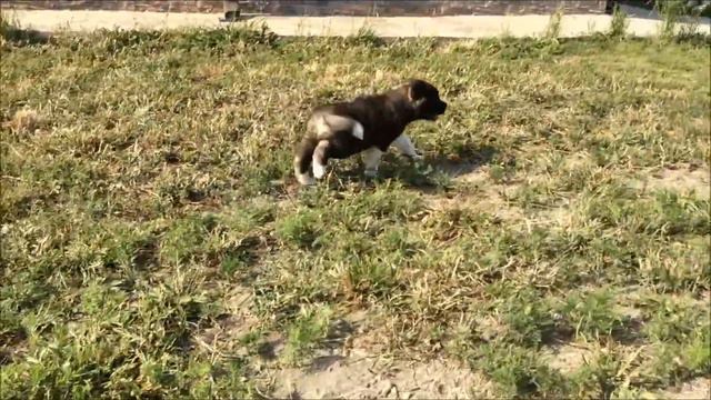 Американская Акита Малыш 1,5 месяца смотреть онлайн
