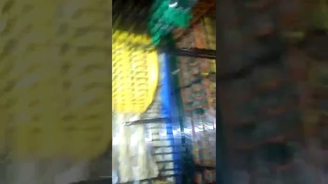 Обзор про хомяков