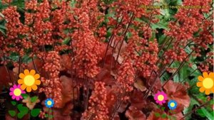Гейхера гибридная Черри Кола. Краткий обзор, описание характеристик heuchera Cherry Cola