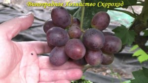 Виноград 2022. Мустанг - сигналки