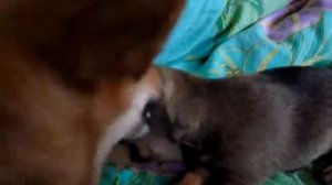 Страшные бои собак