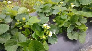 Плодоношение сортов Бравура, Фавори и Фурор за сезон. Начало,  часть1.