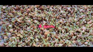 Микрозелень чечевицы