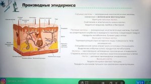 Выделительная система человека.