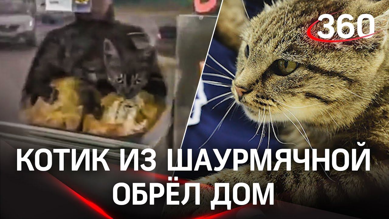 Вы куров продаёте? А квартиру? Котёнок из шаурмячной нашел новый дом
