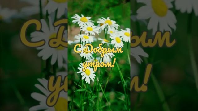 С добрым утром! Ромашки - веселушки