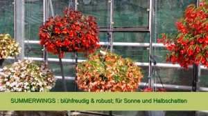 Kientzler Neuheiten für 2021 : Begonia im Schaugarten - Belleconia, Summerwings & Easy Going