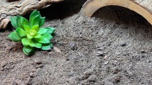 Bearded Dragon Enclosure Upgrades - Naturalistic