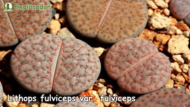 Aquí encontrarás los diferentes especies de Lithops o Piedras vivas con sus nombres! смотреть онлайн