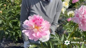My Pal Rudy peony. Май Пал Руди пион. Пулков сад