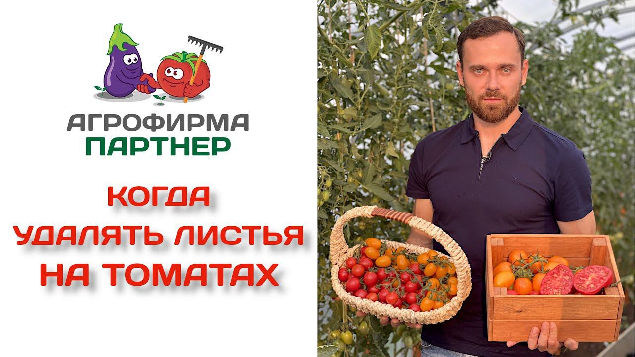 Когда удалять листья на томатах