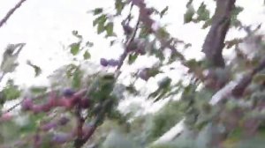 Слива Саратовская поздняя