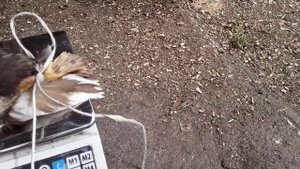 Вес Индоутки в 3 Месяца _ Мускусная Утка.