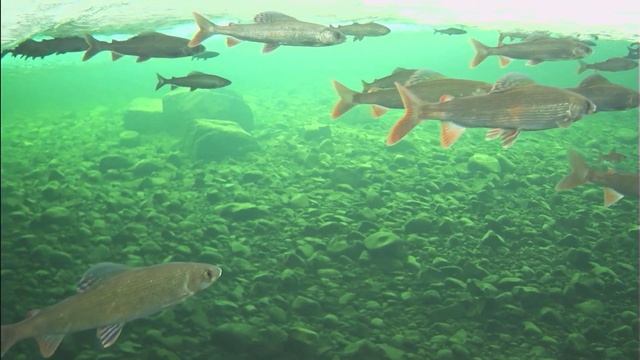 Эвенкия . Как берёт рыба мормышку. Сиг,елец ,хариус ,налим . Подводные съёмки . смотреть онлайн