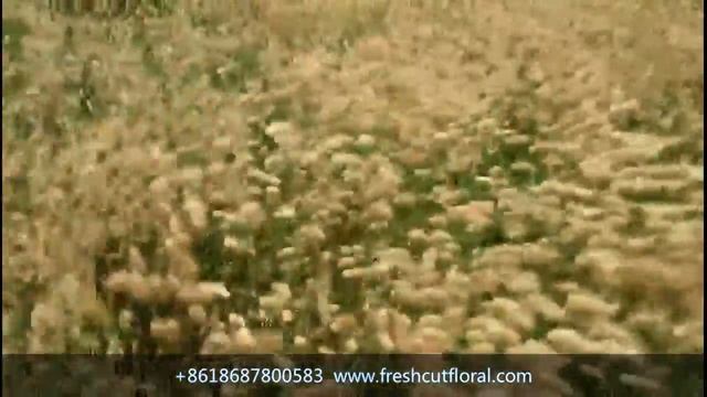 the Lagurus ovatus ,Hare's Tail Grass, Bunny Tails grass Ocean Sea смотреть онлайн