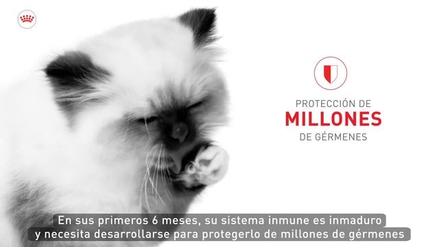 Royal Canin I Nutrición específica que favorece el desarrollo ...