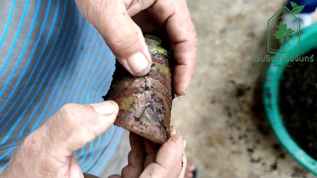 การขยายพันธุ์ ต้นบอนหูช้างด่างเหลือง Alocasia Gageana Aura Variegated смотреть онлайн