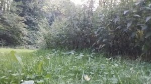 Стрекоза в замедленной съёмке. Такой большой стрекозы с детства не видел. Народный Парк.Гамбург.