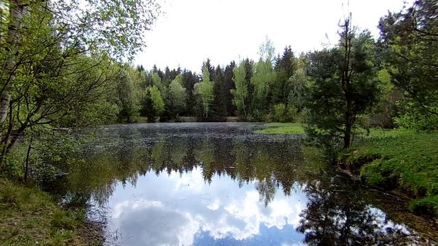 Звуки весеннего леса, пение птиц, релакс, сон смотреть онлайн
