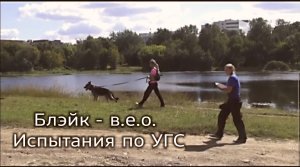 Испытания по УГС 
Блэйк - восточно-европейская овчарка