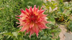 penhill watermelon dahlia. such a beauty. #flowersmakemehappy #dahlias