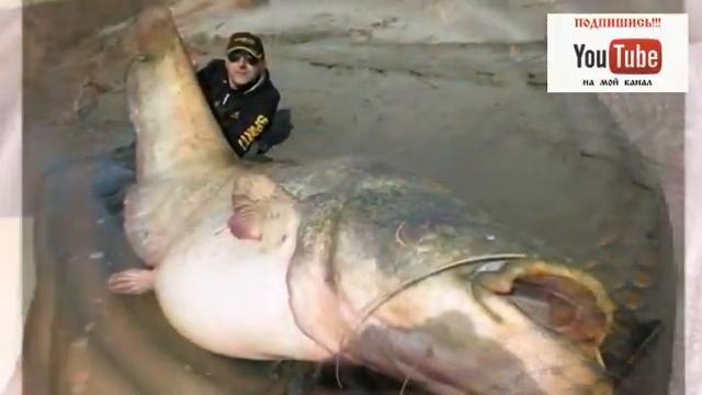 Рыбалка на Оби. Интересная рыбалка на Оби. смотреть онлайн