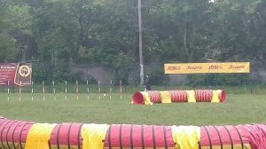 Agility Competition Yorkshire terrier / Соревнования по Аджилити йоркширский терьер / А2 /