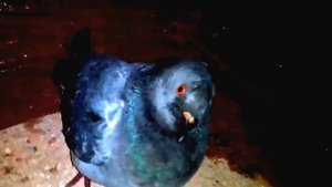 Голубь поворачивает голову на 360°!!!