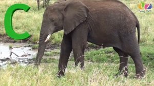 Учим азбуку от А до Я. Развивающее видео для малышей.