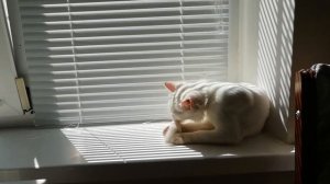 Глисты у котёнка  Что делать хозяину?