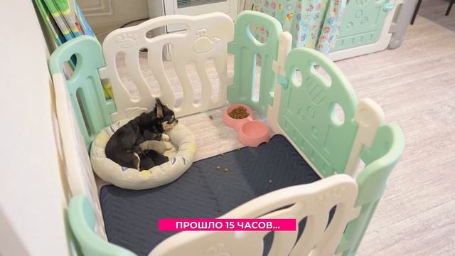 Собака неожиданно родила щенка! смотреть онлайн