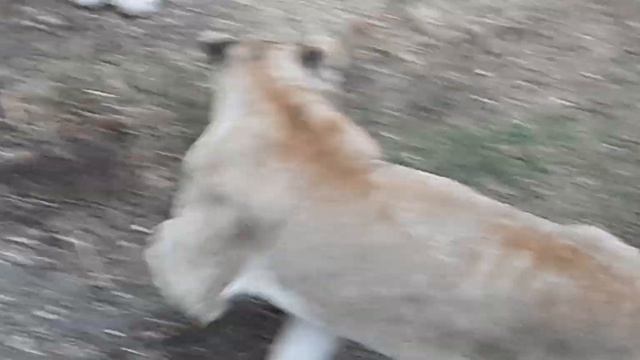 Пляжные лёвушки. Каждый занят своими делами. #Тайган смотреть онлайн