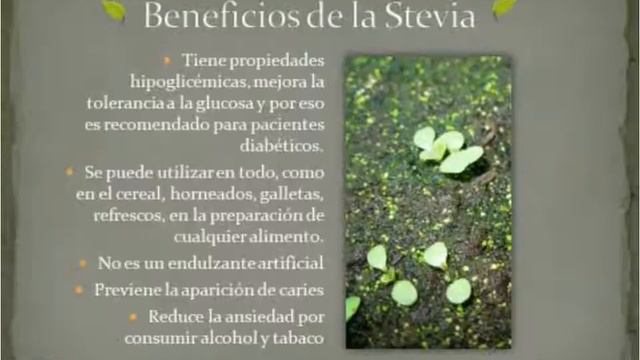 Stevia Beneficios смотреть онлайн