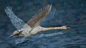 Лебеди Астраханской дельты