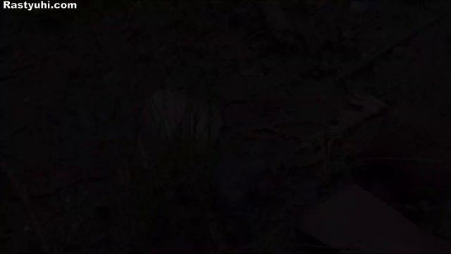 Вечнозеленые травы и злаки. Часть 2: бамбук, овсяница, келерия, ковыль, аир, асфоделина, книпхофия. смотреть онлайн