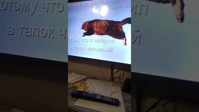 смотрим видео (чёрный кот) смотреть онлайн