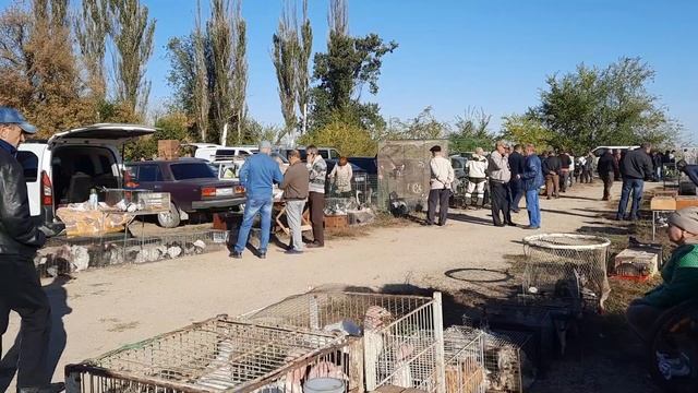 выставка 07.10.23,Новогригорьевка.