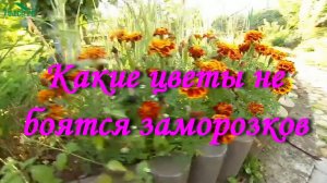 Какие цветы не боятся заморозков