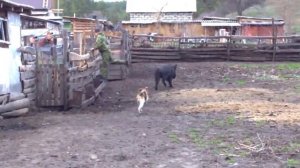 притравка эстонской гончей Звоны по кабану