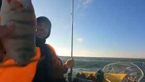 Судак и окунь в Калининградском заливе