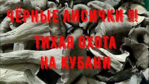 ЧЁРНЫЕ ЛИСИЧКИ или ТРУБА МЁРТВЫХ!!! Собираем грибы на Кубани.#лесные_грибы_на_Кубани #чёрные_лисички
