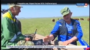 Дмитриевские племенные герефорды ставропольского края агровести