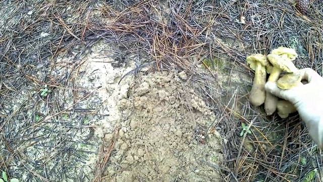 Сбор грибов зимой 2021/ Грибалка на рядовки/ Грибы есть!/ 3 часть смотреть онлайн