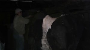 Срочно глистогоним коров!