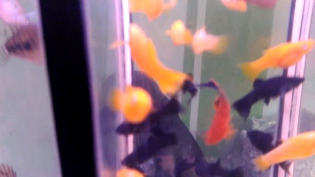 уфа много рыбок. живородка сомы молли велифера продажа аквариумных рыбок низкие цены. 17 02 2024 смотреть онлайн